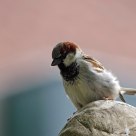 Passer domesticus - House sparrow